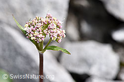 Foto: Berg-Baldrian (Valeriana montana)