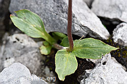Foto: Berg-Baldrian (Valeriana montana)