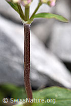 Foto: Berg-Baldrian (Valeriana montana)