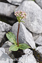 Foto: Berg-Baldrian (Valeriana montana)