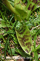 Männliches Knabenkraut (Orchis mascula) (F184230) Männliches Knabenkraut (Orchis mascula) (F184230)
