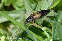 Kupferfarbener Kammhorn-Schnellkäfer (Ctenicera cuprea) (F184239) Kupferfarbener Kammhorn-Schnellkäfer (Ctenicera cuprea) (F184239)
