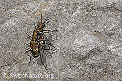 Foto: Berg-Sandlaufkäfer (Cicindela sylvicola)