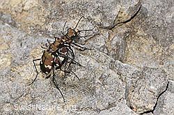 Foto: Berg-Sandlaufkäfer (Cicindela sylvicola)
