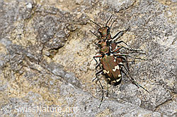 Foto: Berg-Sandlaufkäfer (Cicindela sylvicola)