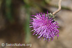 Gewöhnliche Berg-Distel (Carduus defloratus ssp. defloratus) (26.06.2021, F184311)