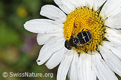 Foto: Glänzende Keilfleckschwebfliege (Eristalis rupium) auf Gewöhnlicher Wiesen-Margerite (Leucanthemum vulgare)