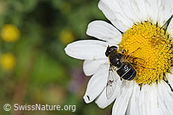 Foto: Glänzende Keilfleckschwebfliege (Eristalis rupium) auf Gewöhnlicher Wiesen-Margerite (Leucanthemum vulgare)