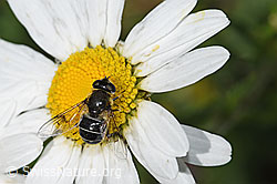 Foto: Glänzende Keilfleckschwebfliege (Eristalis rupium) auf Gewöhnlicher Wiesen-Margerite (Leucanthemum vulgare)