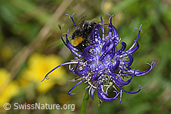 Foto: Distelhummel (Bombus soroeensis) auf Rundköpfiger Rapunzel (Phyteuma orbiculare)