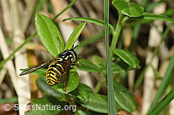 Foto: Gemeine Wespenschwebfliege (Chrysotoxum cautum)