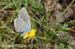 Violetter Wald-Bläuling (Cyaniris semiargus) auf Alpen-Hornklee (Lotus alpinus) (07.2021, F186199)