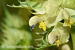 Schmalblättriger Klappertopf (Rhinanthus glacialis) (F186242) Schmalblättriger Klappertopf (Rhinanthus glacialis) (F186242)