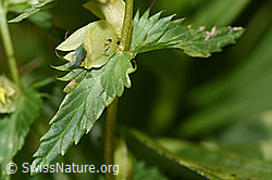 Schmalblättriger Klappertopf (Rhinanthus glacialis) (F186243) Schmalblättriger Klappertopf (Rhinanthus glacialis) (F186243)