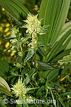 Schmalblättriger Klappertopf (Rhinanthus glacialis) (F186245) Schmalblättriger Klappertopf (Rhinanthus glacialis) (F186245)