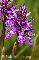 F186279: Fuchs