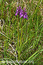 F186281: Fuchs
