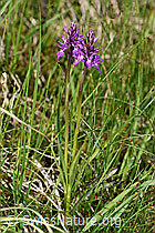 F186284: Fuchs