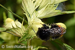 Bergwald-Hummel (Bombus wurflenii) an Schmalblättrigem Klappertopf (Rhinanthus glacialis) (F186300)