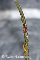 F186525: Huflattich (Tussilago farfara)