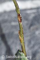 F186526: Huflattich (Tussilago farfara)