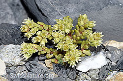 F186532: Dunkler Mauerpfeffer (Sedum atratum)