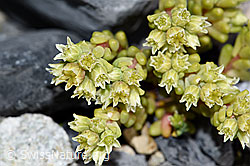 F186533: Dunkler Mauerpfeffer (Sedum atratum)