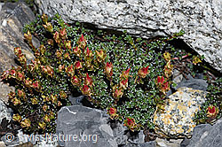 F186540: Gegenblättriger Steinbrech (Saxifraga oppositifolia)