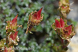 F186542: Gegenblättriger Steinbrech (Saxifraga oppositifolia)