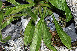 Foto: Alpen-Berufkraut (Erigeron alpinus)