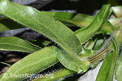 Foto: Alpen-Berufkraut (Erigeron alpinus)