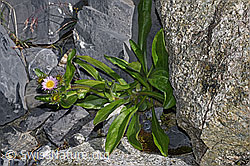 Foto: Alpen-Berufkraut (Erigeron alpinus)