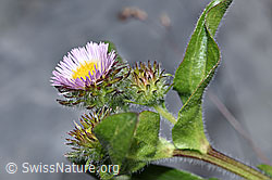 Foto: Alpen-Berufkraut (Erigeron alpinus)