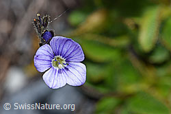 Blattloser Ehrenpreis (Veronica aphylla) (F186658) Blattloser Ehrenpreis (Veronica aphylla) (F186658)