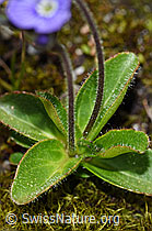 Blattloser Ehrenpreis (Veronica aphylla) (F186806) Blattloser Ehrenpreis (Veronica aphylla) (F186806)