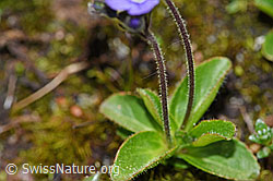 Blattloser Ehrenpreis (Veronica aphylla) (F186811) Blattloser Ehrenpreis (Veronica aphylla) (F186811)