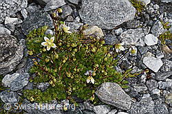 Moosartiger Steinbrech (Saxifraga bryoides) (F188847) Moosartiger Steinbrech (Saxifraga bryoides) (F188847)