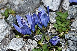 Mont Cenis-Glockenblume (Campanula cenisia) (F188867) Mont Cenis-Glockenblume (Campanula cenisia) (F188867)