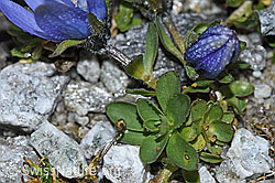 Mont Cenis-Glockenblume (Campanula cenisia) (F188869) Mont Cenis-Glockenblume (Campanula cenisia) (F188869)