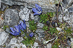 Mont Cenis-Glockenblume (Campanula cenisia) (F188870) Mont Cenis-Glockenblume (Campanula cenisia) (F188870)