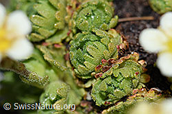 Foto: Gefurchter Steinbrech (Saxifraga exarata)