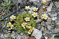 Foto: Gefurchter Steinbrech (Saxifraga exarata)