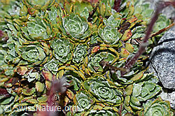 F188963: Trauben-Steinbrech (Saxifraga paniculata)