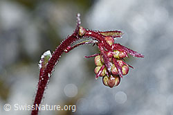 F188964: Trauben-Steinbrech (Saxifraga paniculata)