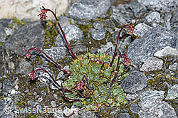 F188967: Trauben-Steinbrech (Saxifraga paniculata)