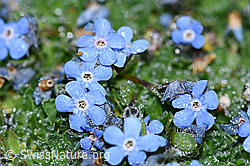 Foto: Himmelsherold (Eritrichium nanum)