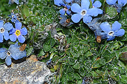 Foto: Himmelsherold (Eritrichium nanum)
