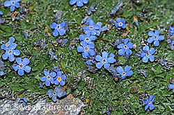 Foto: Himmelsherold (Eritrichium nanum)