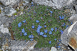 Foto: Himmelsherold (Eritrichium nanum)