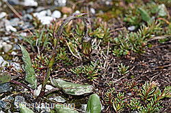 Huflattich (Tussilago farfara) (F189676) Huflattich (Tussilago farfara) (F189676)